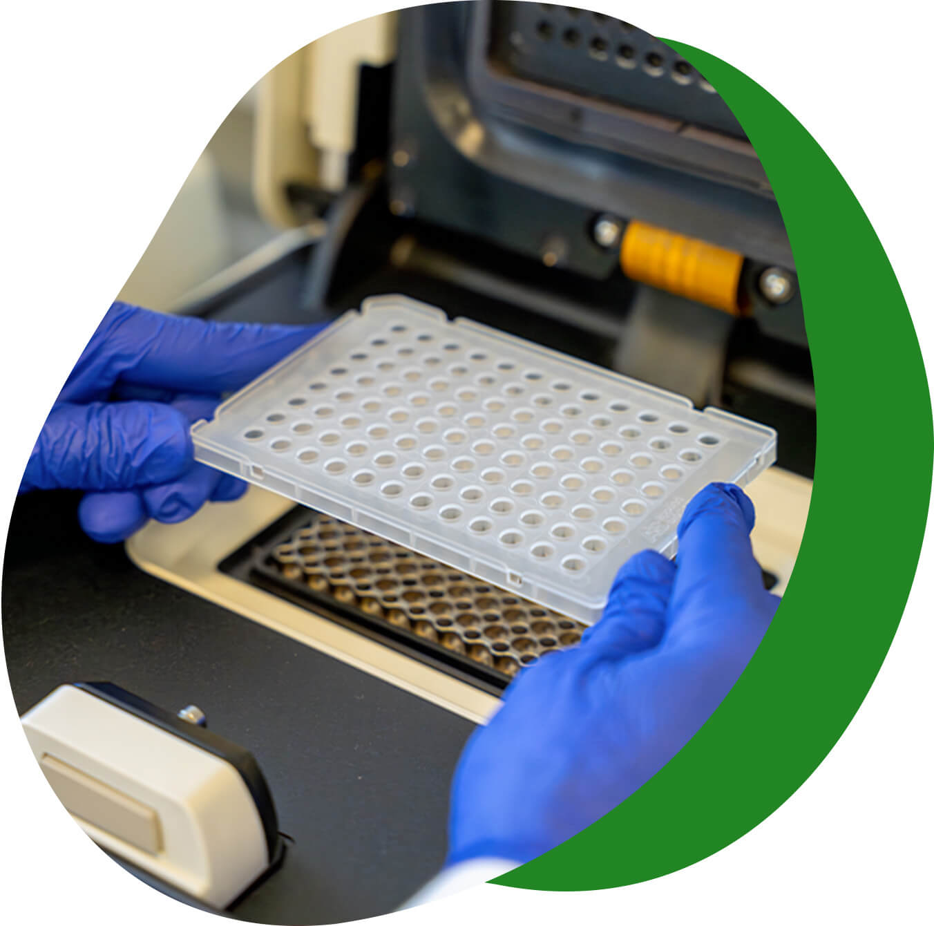 test di laboratorio per esami infettivologici - Laboratorio Euroimmun