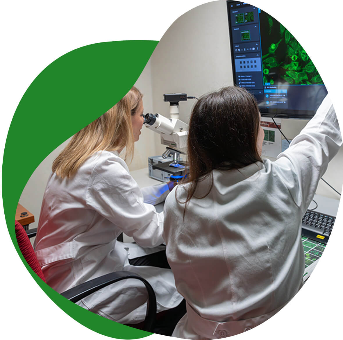 analisi microscopica e visualizzazione di immagini cellulari in laboratorio - Laboratorio Euroimmun